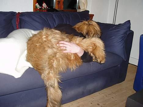 Briard Carla Maxima - Mig og min yndlingsmor :o)))) - 8 mdr. gammel billede 12