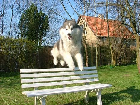 Siberian husky Dancer - Bænke jumping billede 11