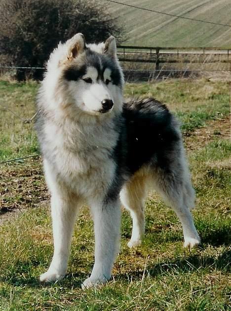 Siberian husky Dancer billede 13