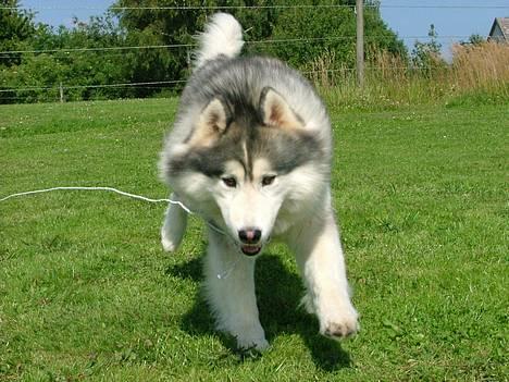 Siberian husky Dancer - PAS PÅÅÅ>>> BAG KAMERARET billede 17