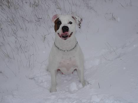 Amerikansk bulldog Chili 2001-2009 - Min på tværs dag..... billede 18