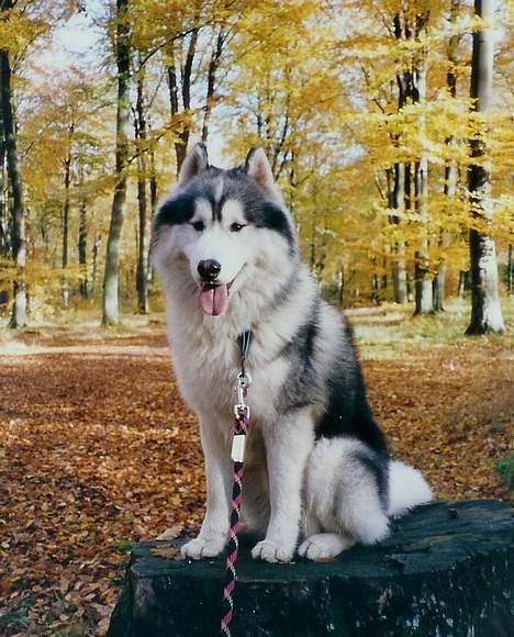 Siberian husky Dancer - Åhh hvor det dejligt at være i skoven billede 20