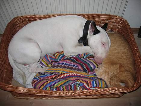 Bullterrier Nimbus - Der faldt vi lige i søvn sammen mig og katten .. ellers ikke hverdagskost  billede 7