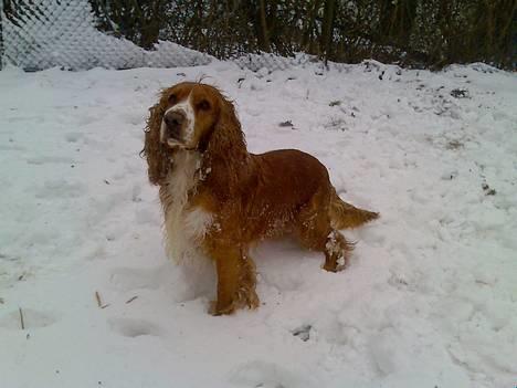 Cocker spaniel Rico - Skønttt..., at få lov at lege i sneen... *S* billede 1