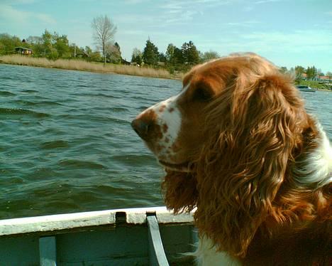 Cocker spaniel Rico - Rico med på vandet... billede 2