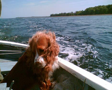 Cocker spaniel Rico - Slapper bare af.... billede 3