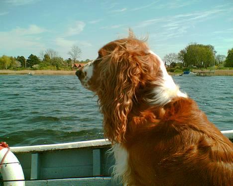 Cocker spaniel Rico - Elsker bare at sejle... billede 4