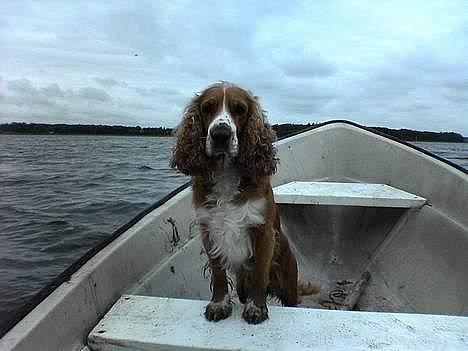 Cocker spaniel Rico - Dette er bare livet... billede 5