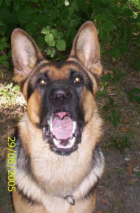 Schæferhund Kenzo - Kast nu pinden altså os . . billede 9