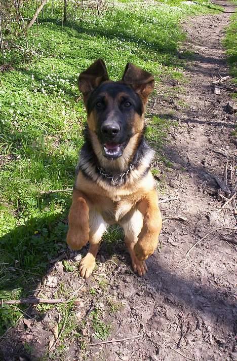 Schæferhund Kenzo - Hopla ;) billede 10