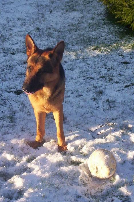 Schæferhund Kenzo - NYT !! Solen skinner mig i øjnene :) billede 11