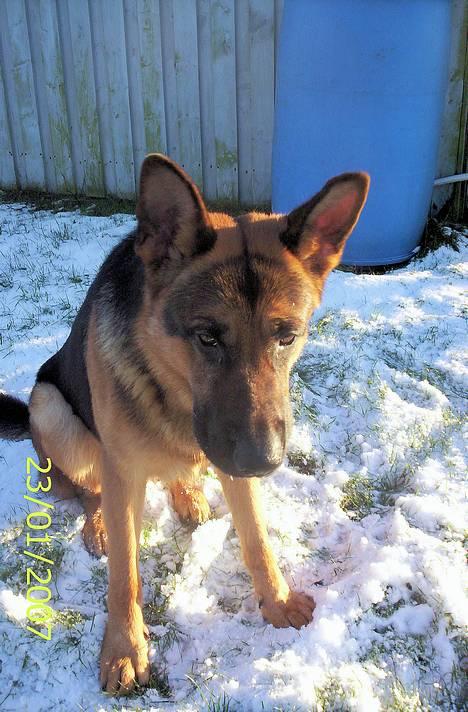 Schæferhund Kenzo - NYT !! Ej moar altså ! billede 12