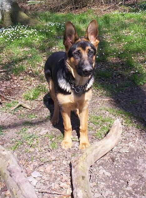 Schæferhund Kenzo - Kenzo som lille <3 billede 13