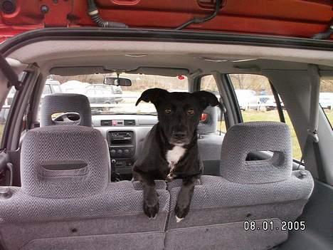 Blanding af racer Sara - Sara er med til stævne med min hest. Her sidder hun i bilen. billede 11