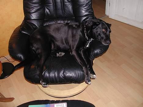 Blanding af racer Sara - Sara har overtaget vores lænestol... billede 12