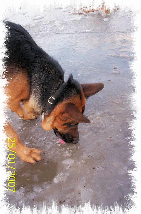 Schæferhund Kenzo - Hjææælp moar, min tunge sidder fast Ö billede 14