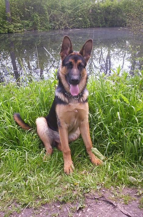 Schæferhund Kenzo - Så flot billede 15