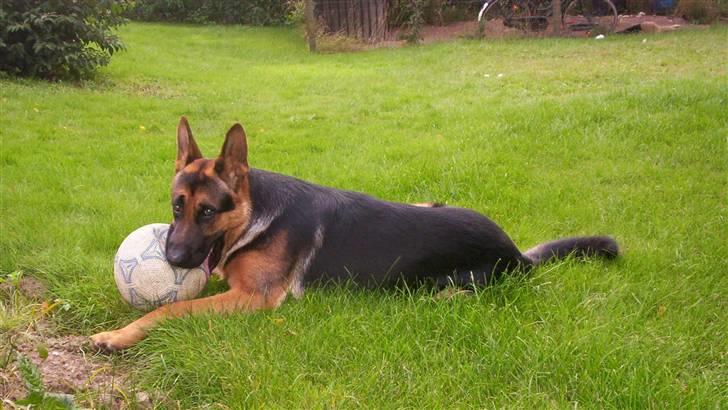 Schæferhund Kenzo billede 16