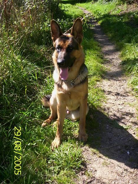 Schæferhund Kenzo - Ude i skoven en dejlig solskinsdag :) billede 17