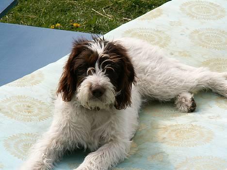 Blanding af racer Sussi - Her ligger sussi lige og nyder solen... billede 1