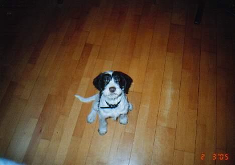 Blanding af racer Sussi - Næææ ihh og åhhh hvor er jeg dog søøød...! billede 2