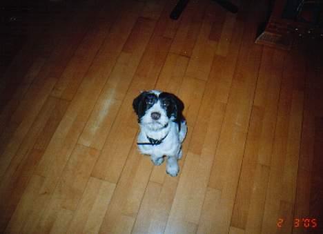 Blanding af racer Sussi - Så nu vil jeg godt have noget at spise...! billede 3