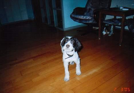 Blanding af racer Sussi - Hvad siger du til mig...? Siger du jeg skal hvad...? billede 4