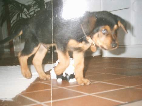 Blanding af racer (Rottweiler) Bølle - » Bølle. billede 18