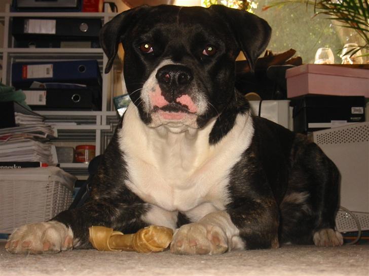 Amerikansk bulldog VBA's Kela R.I.P 2011 - Det er altså mit ben, at du ved det.. :-) billede 3