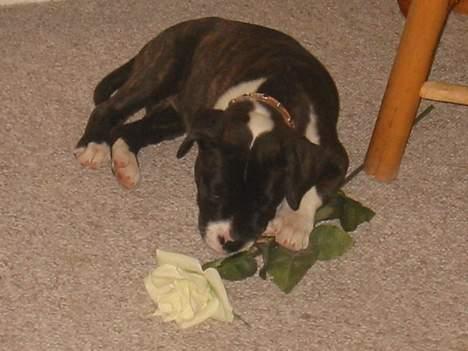 Amerikansk bulldog VBA's Kela R.I.P 2011 - Man er vel lidt romantisk anlagt..:-) billede 4