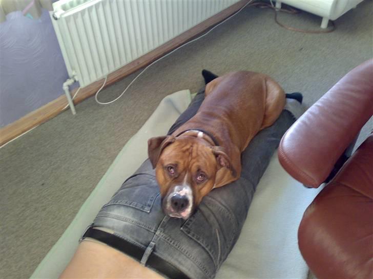 Amerikansk staffordshire terrier Arex - mor  jeg gider ikke at stå op, jeg vil heller sidde.. billede 10