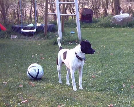 Dansk svensk gaardhund Biffer billede 11