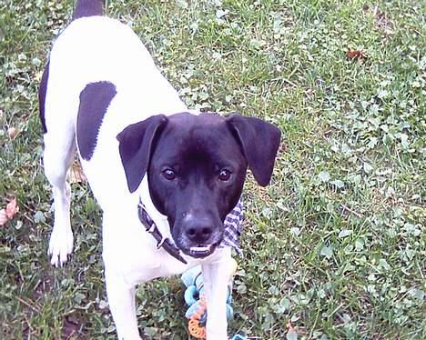 Dansk svensk gaardhund Biffer billede 12