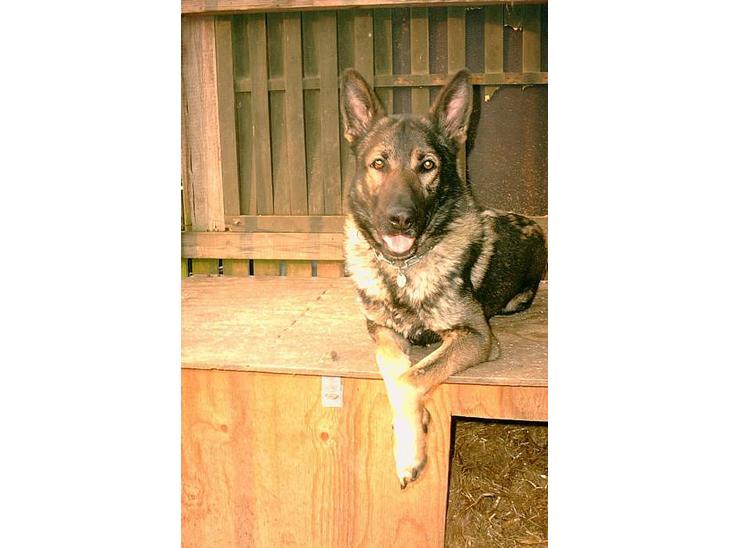 Schæferhund Wiliam (død) - Her er jeg så... billede 1