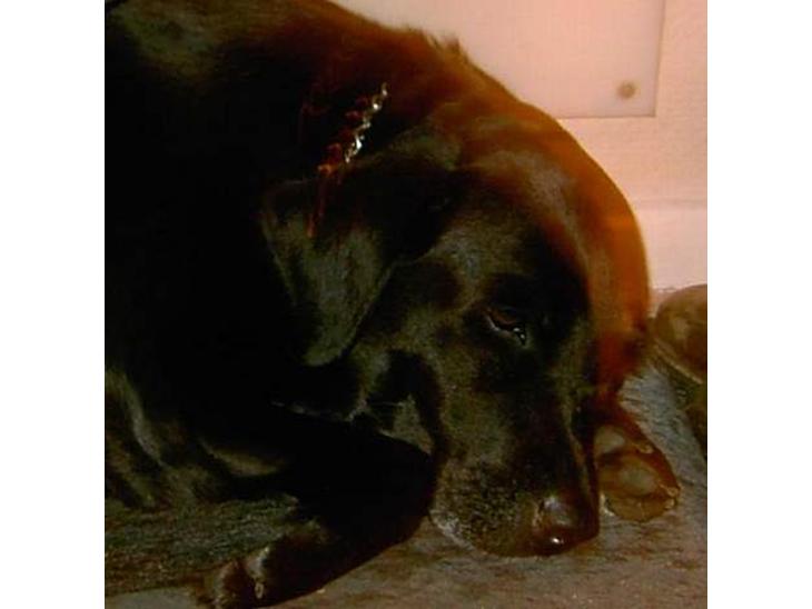 Labrador retriever Cami død - nær billed..! snok billede 1
