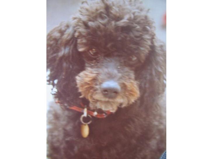 {{currentPhoto.altText}} billede {{currentPhoto.number}}