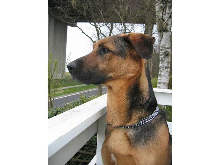 {{currentPhoto.altText}} billede {{currentPhoto.number}}