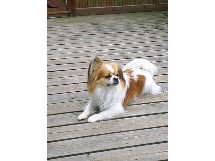 Blanding af racer gismo *nyt og godt hjem* billede 1