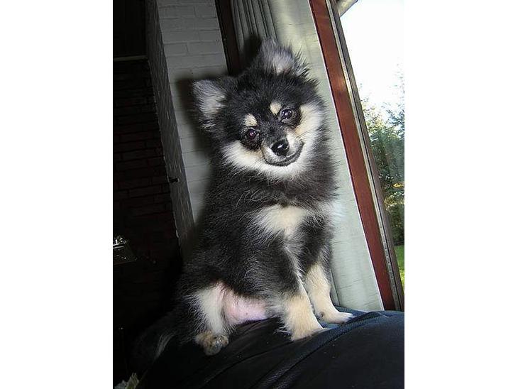 {{currentPhoto.altText}} billede {{currentPhoto.number}}