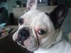 Fransk bulldog Karla