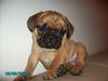 Fransk bulldog Lancome´s Viablo