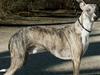 Whippet Viggo (Himmelhund)