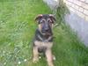 Schæferhund Rex (Enzo)