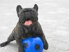 Fransk bulldog Sophus