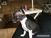 Chihuahua Chanel R.I.P