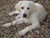 Golden retriever Kena