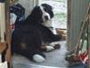 Berner sennenhund Setto