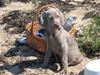 Weimaraner Sønderskovens Debbie