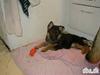 Schæferhund Ozzy