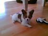 Papillon Tiger